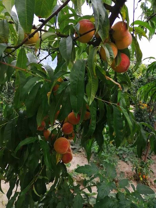 Sprzedam działkę ROD