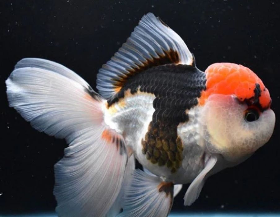 Oranda cabeça de leão tricolor