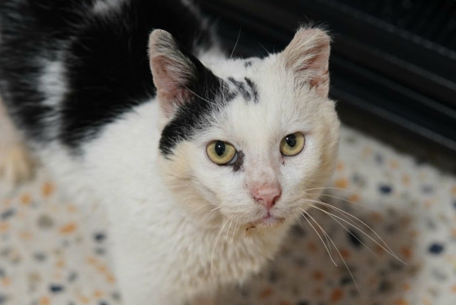 Cudowny, łagodny kotek, cudem uratowany. Kto pokocha? Kot, kocurek