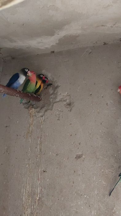 Sprzedam nierozłączki