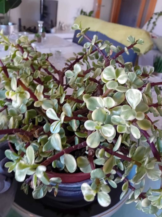 Planta - Arbusto de Elefante