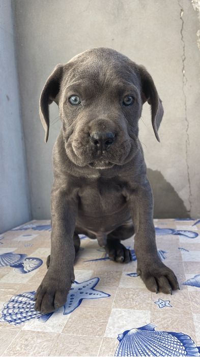 Cane Corso Italiano