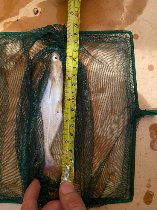 4 pangasius 2 albino 2 azuis