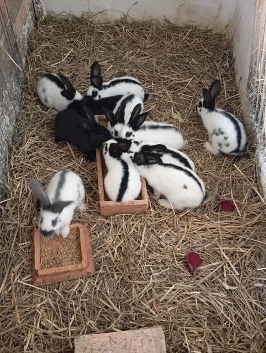 Króliki srokacze młode