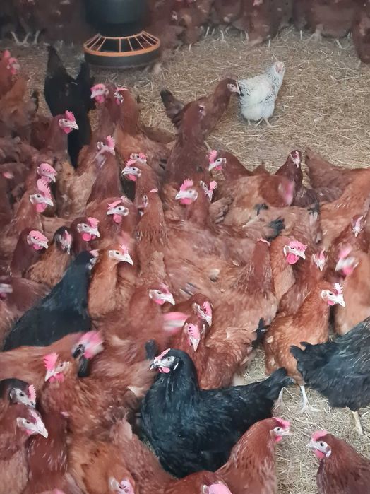 Kury Nioski z pierwszym jajkiem. 25tyg Rosa Leghorn Sonia.TRANSPORT