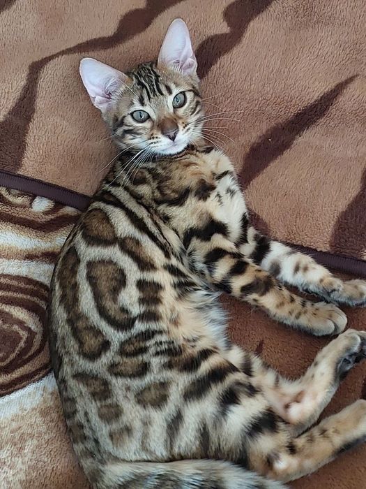 Бенгалка кошечка, кошеня