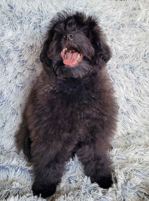 Teddy неймовірно імпозантний плюшка ПомаПу (PomaPoo) зі столиці