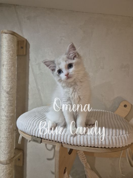 Kotka Ragdoll Omena Blue Candy Pl FPL Warszawa