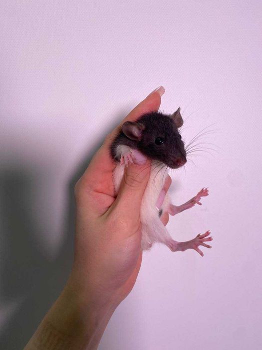 Щурики ручні, пацючки домашні породисті