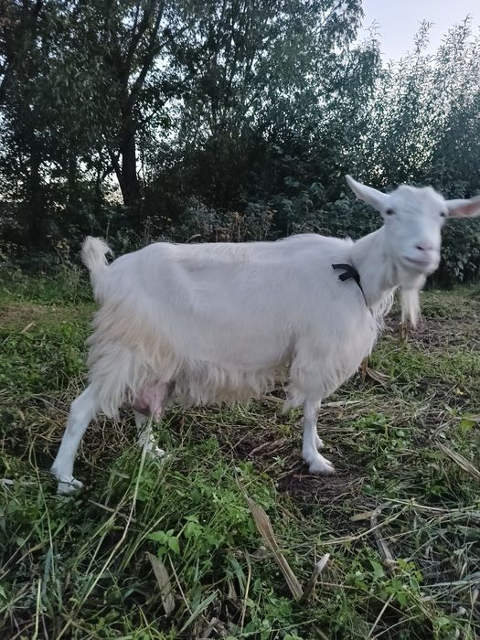 Продається коза,