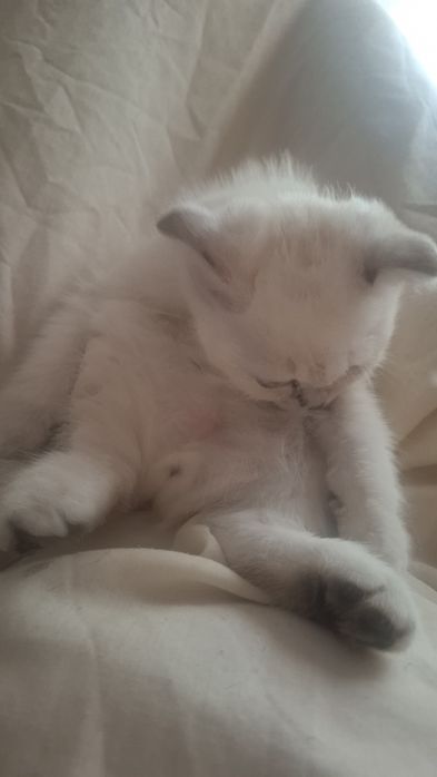 Кошеня Шотландський вісловухий хлопчик