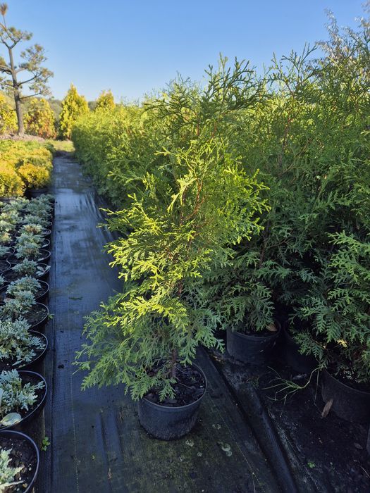 Tuja brabant żywotnik zachodni