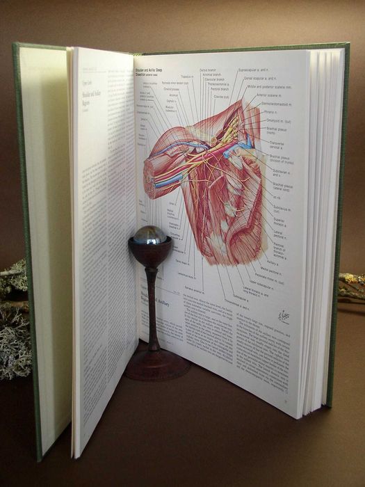 The Ciba Collection of Medical Illustrations V8 Musculoskeletal System
