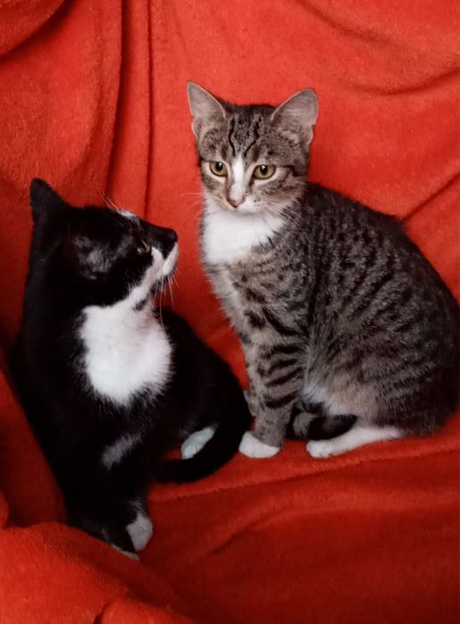 Słodziaki szukają domków