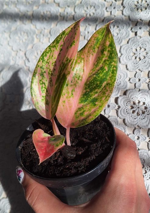Aglaonema apple fantasy