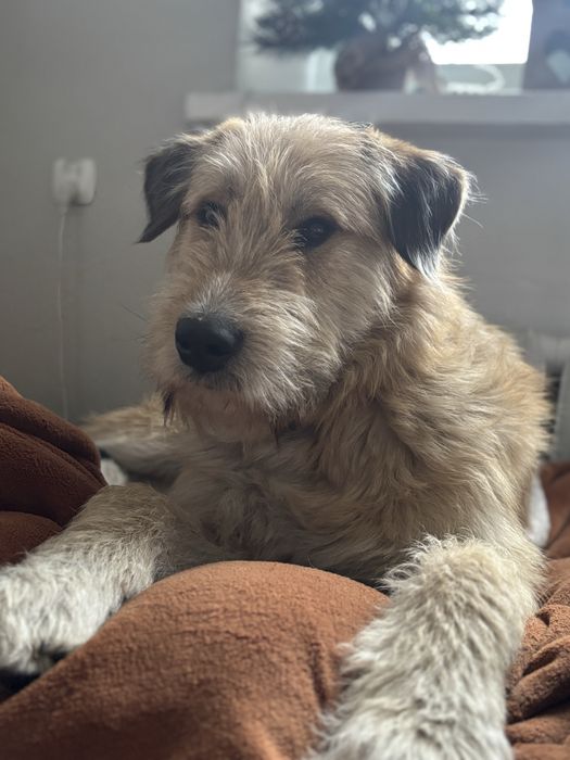 Rudolf w typie Terriera/Sznaucer Olbrzym do adopcji