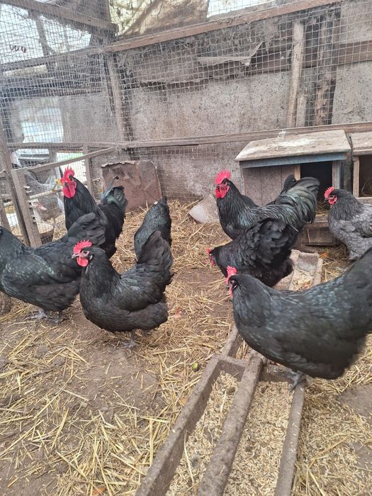 Інкубаційні яйця курей Австралорп