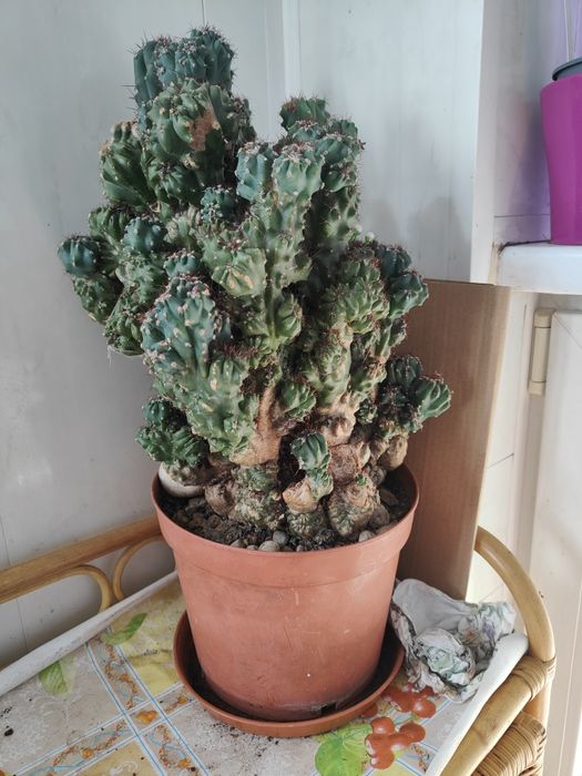 Piękny kaktus Cereus
