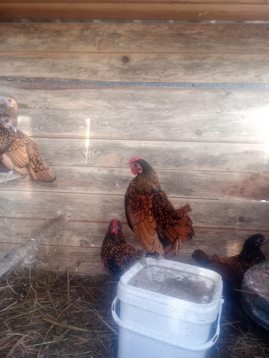 Sebrytka złota kogut