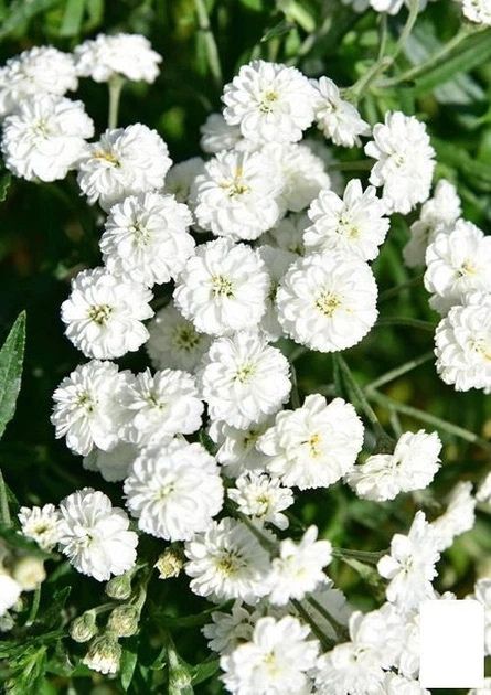 Міскантус; перовскія; іриси; кали; гортензії; злаки; лілія; деревій; троян
