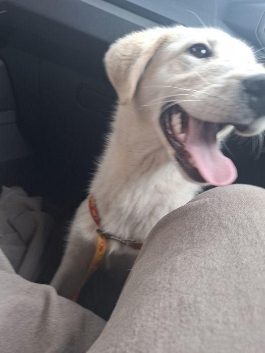 Cadelinha com 8/9 mesinhos para adopção