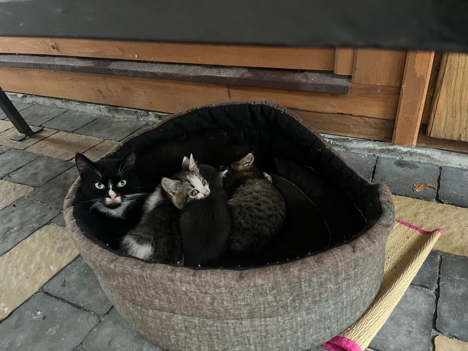 Віддам красивих кошенят, добрим людям.