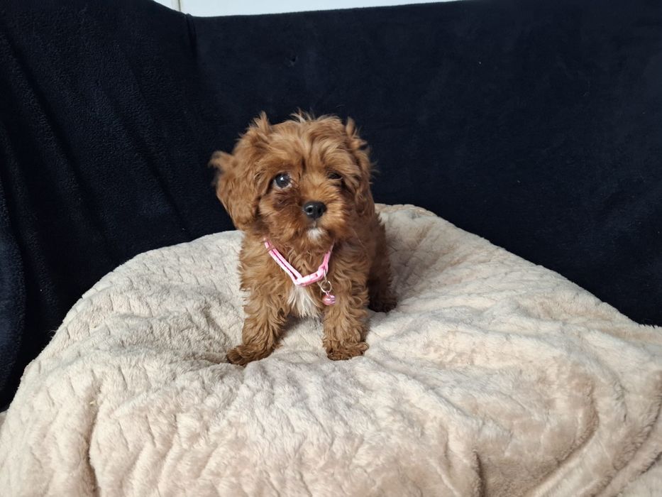 Cavapoo suczka gotowa