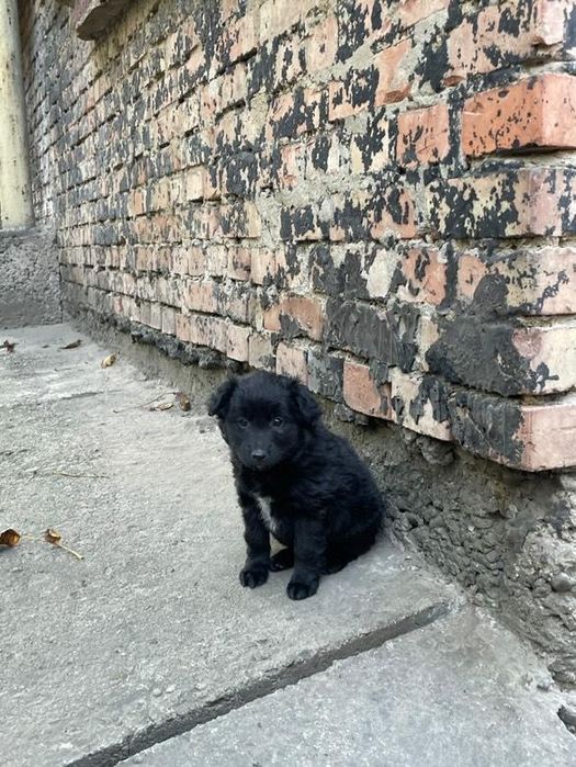 Цуценята гарні пригарні