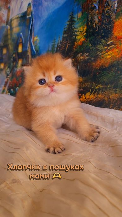 Ручные котята. Золотая шиншилла.