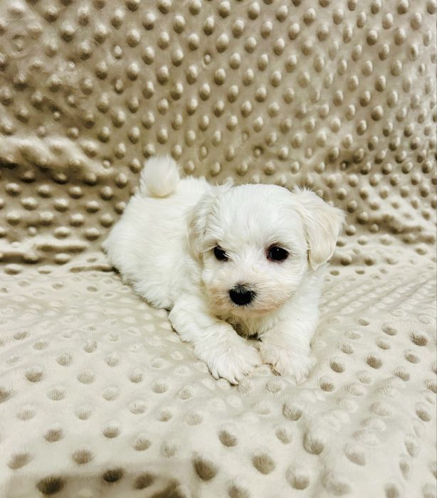 Maltańczyk chłopiec