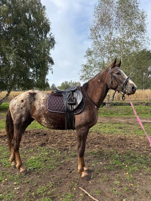 Klacz  rasy  appalosa 7lat 164cm