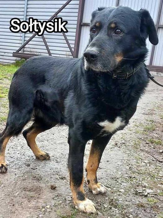 Duży pies w schronisku do adopcji.