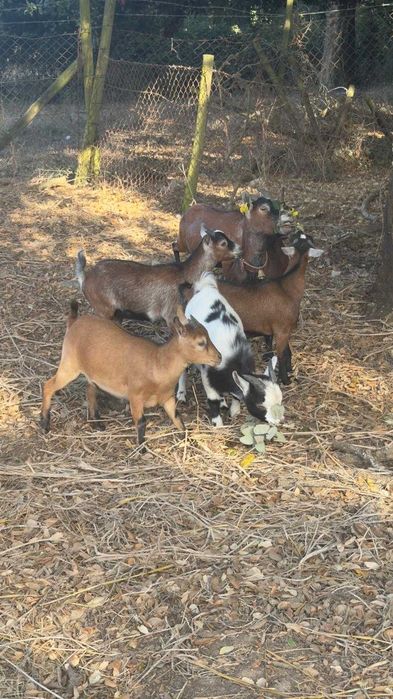 Cabritas e cabrito anão