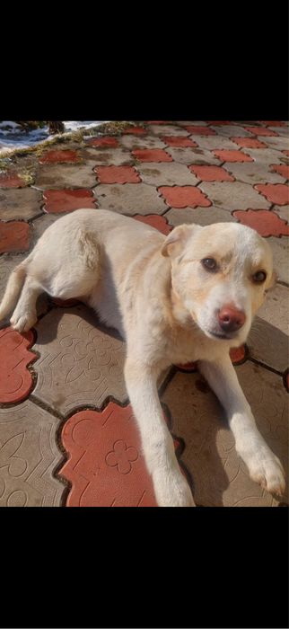 Отдам щенка 6 месяца белый средний крупный