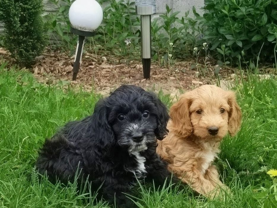 Cockapoo  dziewczyny