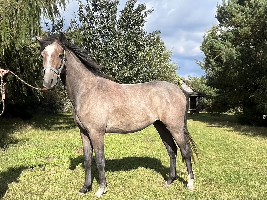 3 letni wałach po Emerald Silver