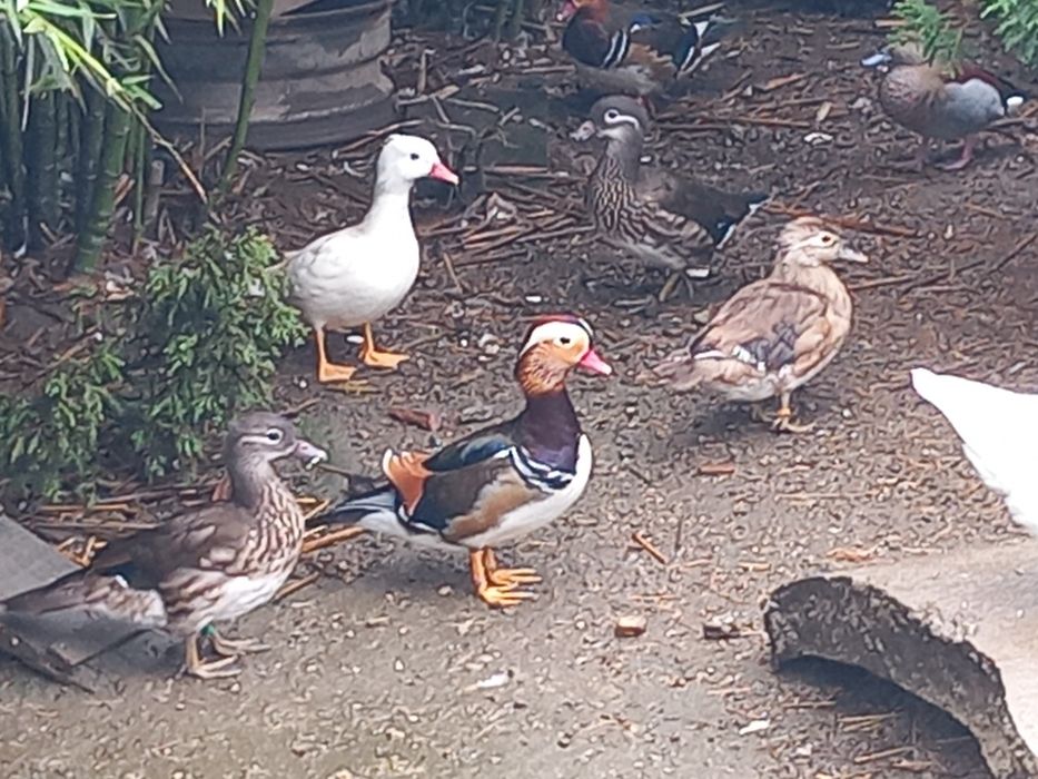 Varias aves disponiveis
