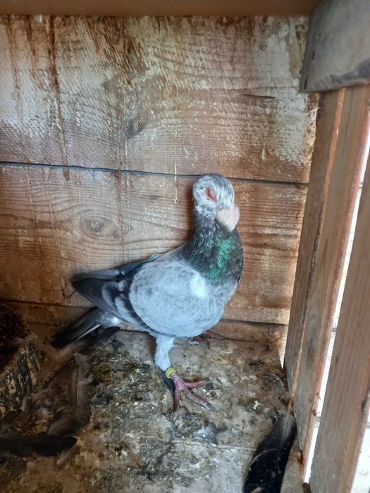 Srzedam gołębie rzeszowskie