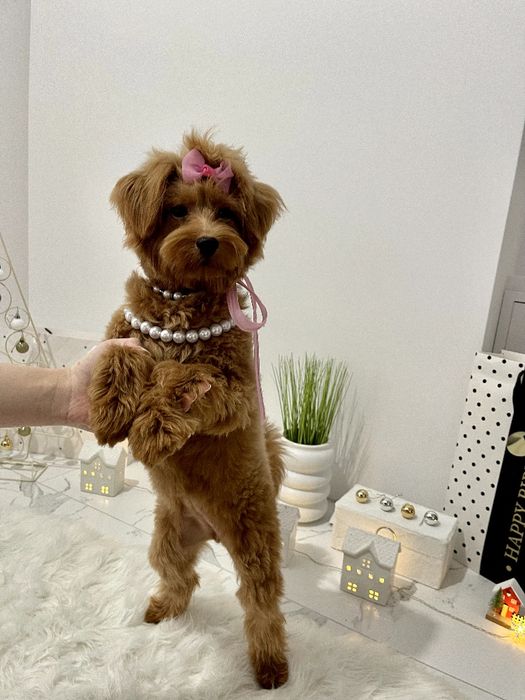 Помапу — Ніжна шерсть, велике серце