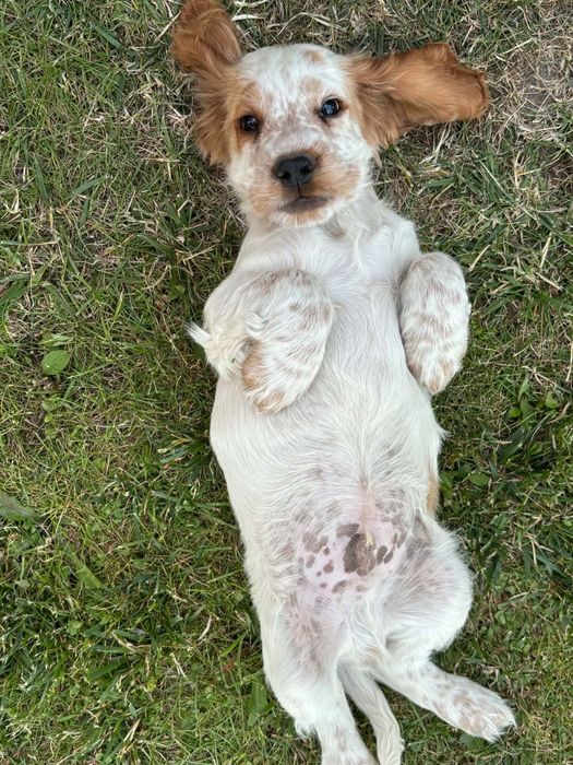 Cocker Spaniel   Angielski