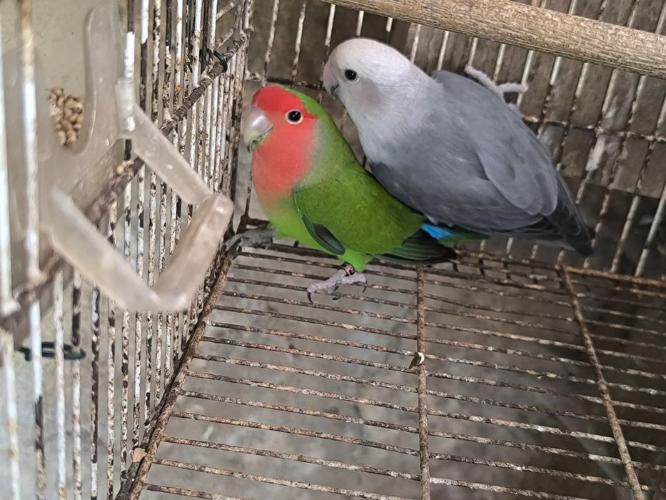 Casal de Agapórnis Long
