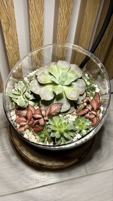 Podświetlona kompozycja żywych roślin