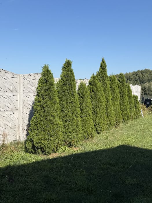 Tuja na sprzedaż