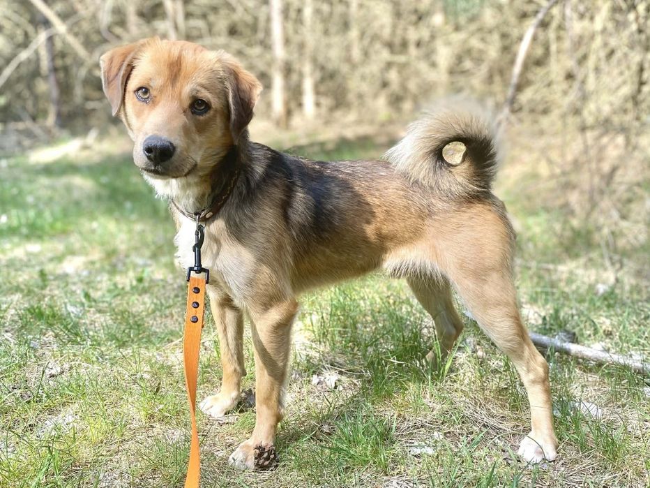 1, 5 roczny, 10 kg, przyjazny Czips, adopcja za darmo oddam