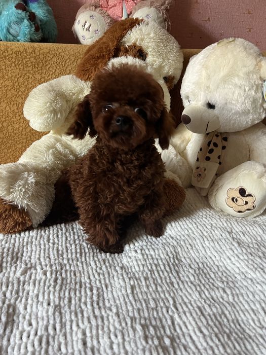 Той пудель Toy poodle (Китай)