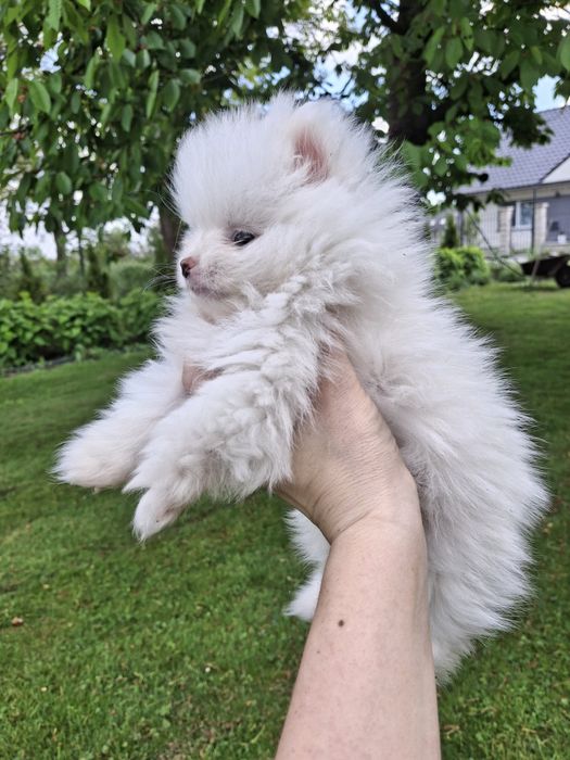 Szpic miniaturowy pomeranian