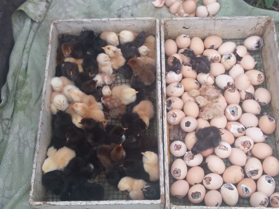 Продам инкубационное домашнее куриное яйцо.