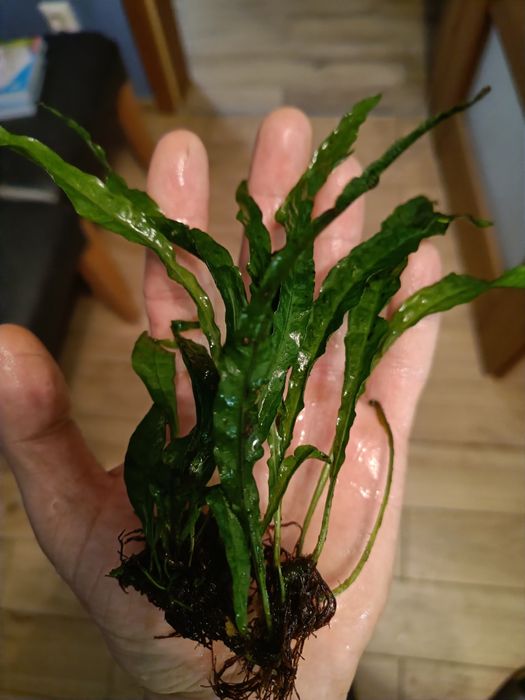 Roślina akwariowa Microsorum minor  Narrow