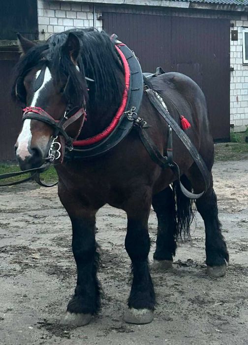 Stanówka ogierem FIKUS pkz