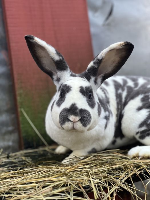 Samiec rex reks dalmatyński niebieski